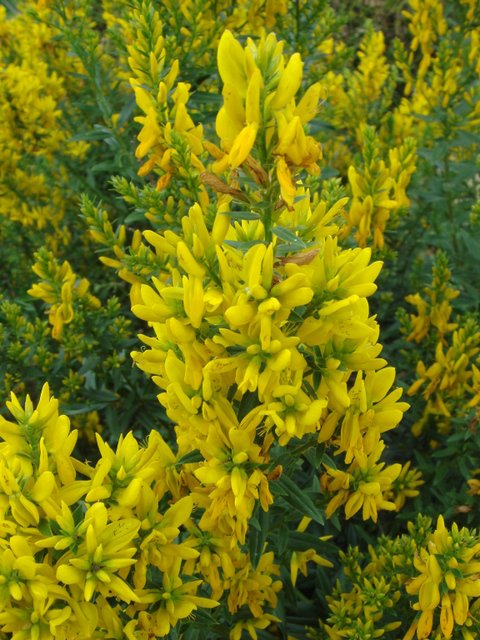 Genista tinctoria fleur
